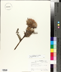 Cirsium horridulum image