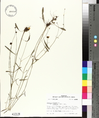 Coreopsis gladiata var. linifolia image