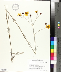 Coreopsis gladiata image