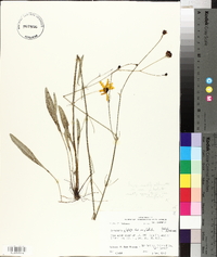 Coreopsis linifolia image