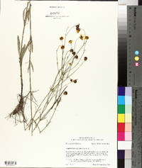 Coreopsis gladiata image