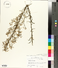 Conyza canadensis var. pusilla image