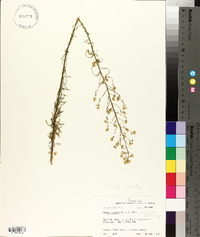 Conyza canadensis var. pusilla image