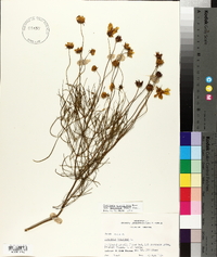 Coreopsis grandiflora var. harveyana image