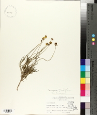 Coreopsis grandiflora image