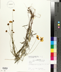 Coreopsis grandiflora var. harveyana image