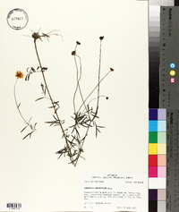 Coreopsis grandiflora image