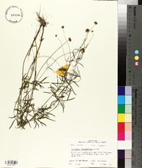 Coreopsis grandiflora image