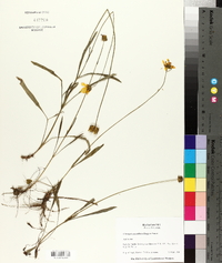 Coreopsis grandiflora image