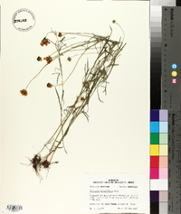 Coreopsis grandiflora image