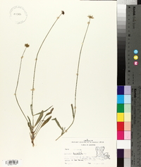 Coreopsis lanceolata image