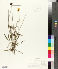 Coreopsis lanceolata image