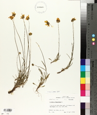 Coreopsis lanceolata image