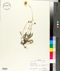 Coreopsis lanceolata image