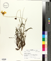 Coreopsis lanceolata image