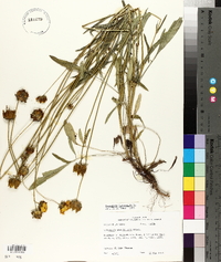 Coreopsis lanceolata image