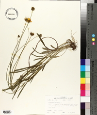 Coreopsis lanceolata image