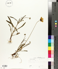 Coreopsis lanceolata image