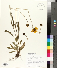 Coreopsis lanceolata image