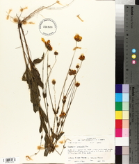 Coreopsis intermedia image