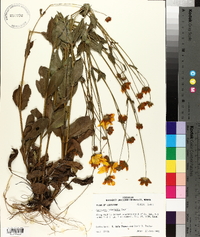 Coreopsis intermedia image