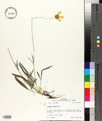 Coreopsis lanceolata image