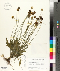 Coreopsis lanceolata image