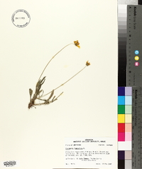 Coreopsis lanceolata image