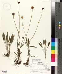 Coreopsis lanceolata image