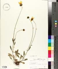 Coreopsis lanceolata image