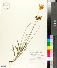 Coreopsis lanceolata image