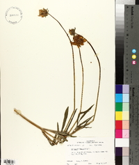 Coreopsis lanceolata image