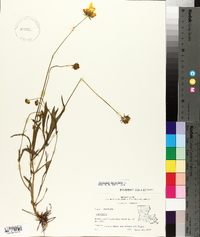 Coreopsis lanceolata image