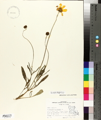 Coreopsis lanceolata image