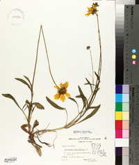 Coreopsis lanceolata image