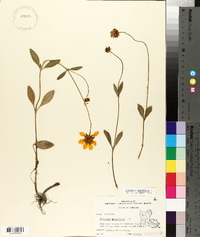 Coreopsis lanceolata image