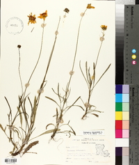 Coreopsis lanceolata image