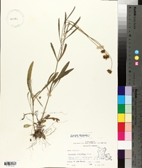 Coreopsis lanceolata image