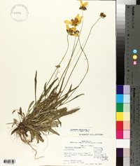 Coreopsis lanceolata image