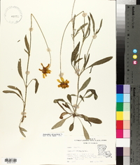 Coreopsis lanceolata image