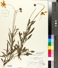 Coreopsis lanceolata image