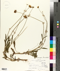 Coreopsis lanceolata image