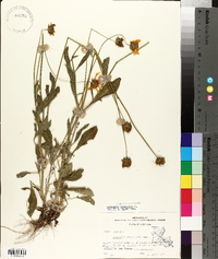 Coreopsis lanceolata image