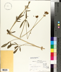 Coreopsis lanceolata image