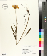 Coreopsis lanceolata image