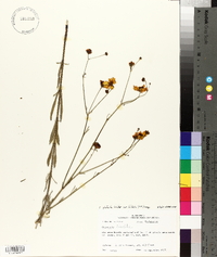 Coreopsis gladiata image