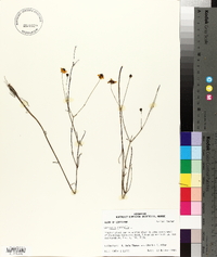 Coreopsis linifolia image