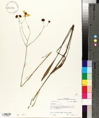 Coreopsis linifolia image