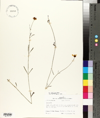 Coreopsis linifolia image