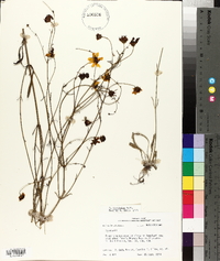 Coreopsis linifolia image